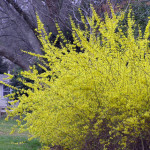 Миниатюра 1. Форзиция средняя (промежуточная) в каталоге СЦ Корекозево