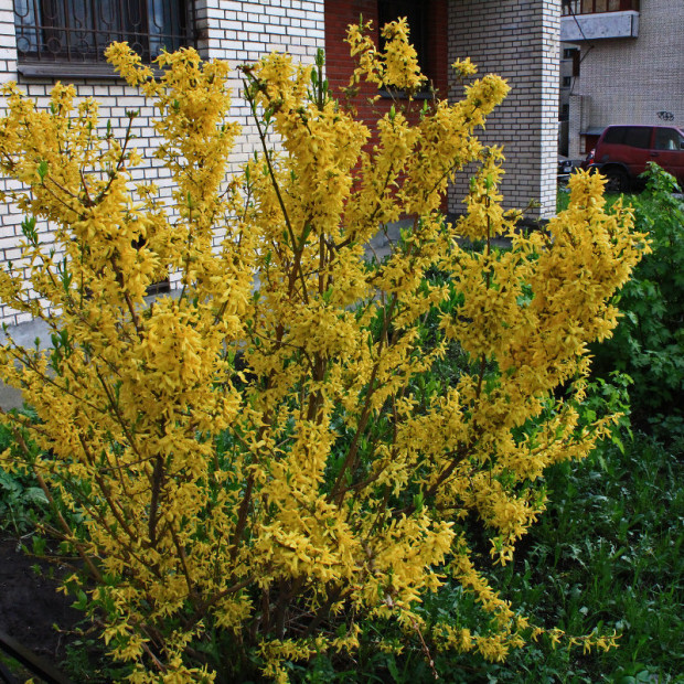 Фото 3. Форзиция средняя (промежуточная) в каталоге СЦ Корекозево