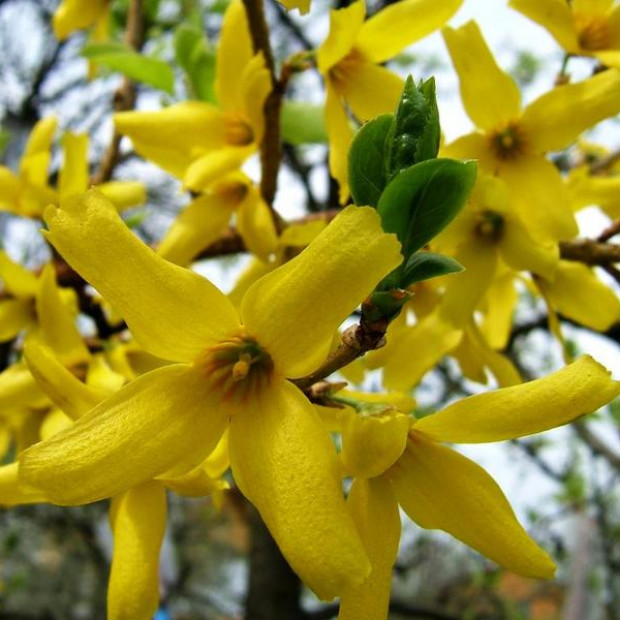 Фото 2. Форзиция средняя (промежуточная) в каталоге СЦ Корекозево