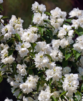 Чубушник Комсомолец в каталоге СЦ Корекозево