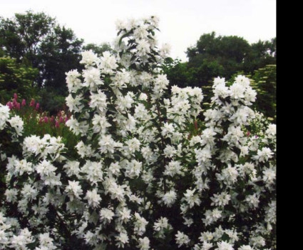 Чубушник «Комсомолец» в каталоге СЦ Корекозево