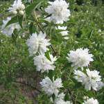 Миниатюра 4. Чубушник «Комсомолец» в каталоге СЦ Корекозево