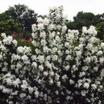 Миниатюра 1. Чубушник «Комсомолец» в каталоге СЦ Корекозево