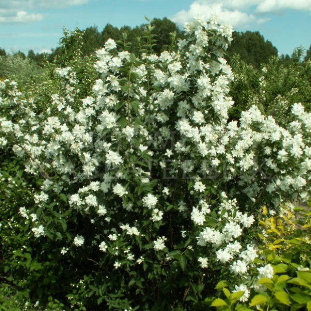 Фото 3. Чубушник «Комсомолец» в каталоге СЦ Корекозево