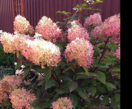 Гортензия метельчатая Фантом в каталоге СЦ Корекозево