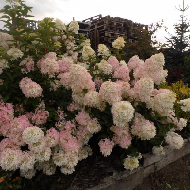 Фото 2. Гортензия метельчатая Фантом в каталоге СЦ Корекозево