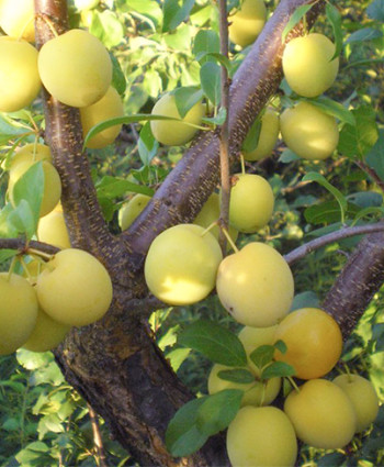 Алыча «Золото Скифов» в каталоге СЦ Корекозево