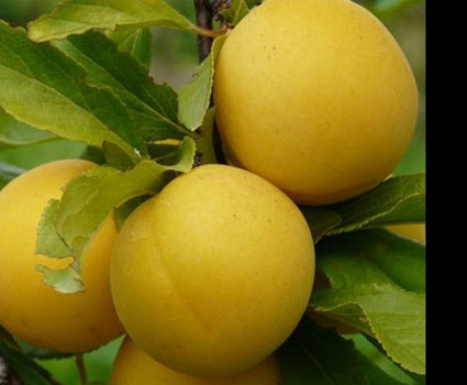 Алыча Злато Скифов в каталоге СЦ Корекозево