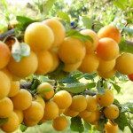 Миниатюра 3. Алыча 