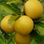 Миниатюра 1. Алыча 