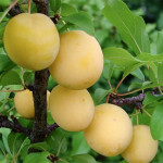 Миниатюра 4. Алыча 