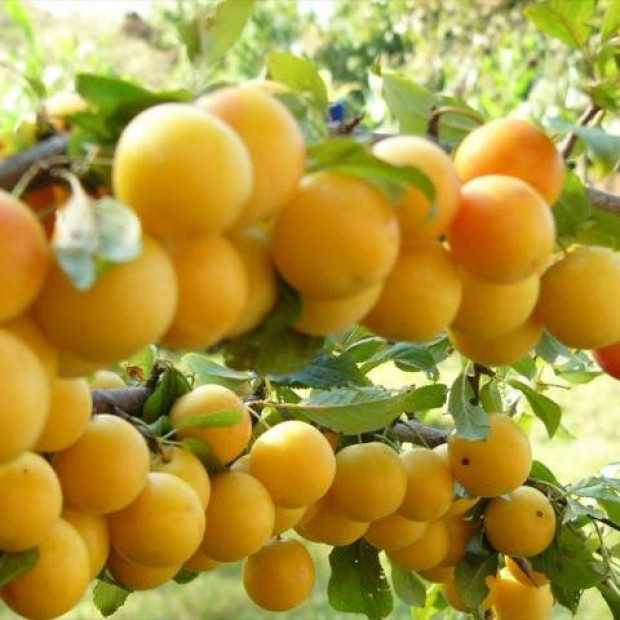 Фото 3. Алыча 