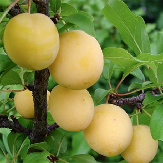 Фото 4. Алыча 