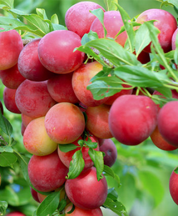 Алыча «Кубанская Комета» в каталоге СЦ Корекозево