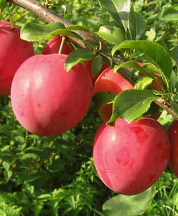 Алыча «Кубанская Комета» в каталоге СЦ Корекозево