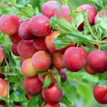 Миниатюра 4. Алыча «Кубанская Комета» в каталоге СЦ Корекозево