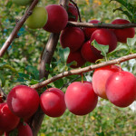 Миниатюра 2. Алыча «Кубанская Комета» в каталоге СЦ Корекозево