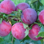 Миниатюра 3. Алыча «Кубанская Комета» в каталоге СЦ Корекозево