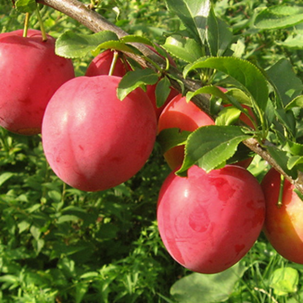 Фото 1. Алыча «Кубанская Комета» в каталоге СЦ Корекозево