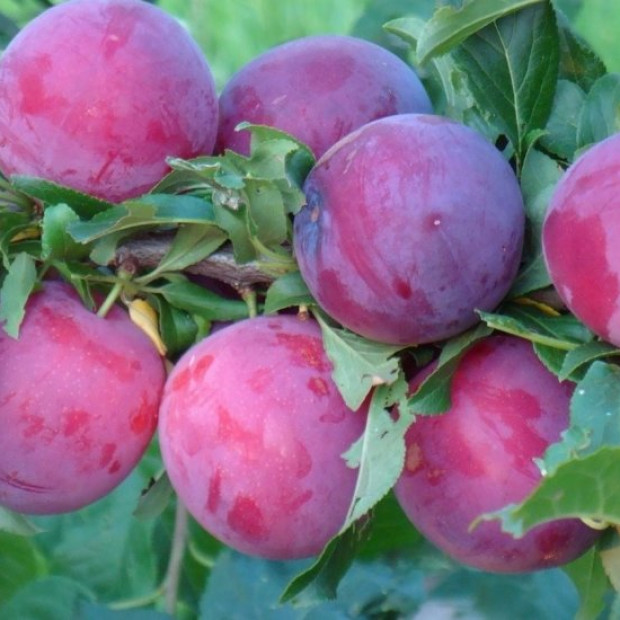 Фото 3. Алыча «Кубанская Комета» в каталоге СЦ Корекозево