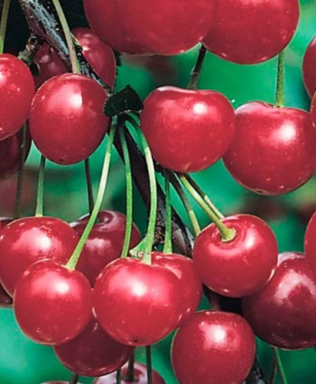 Вишня «Молодежная» в каталоге СЦ Корекозево