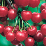 Миниатюра 1. Вишня «Молодежная» в каталоге СЦ Корекозево