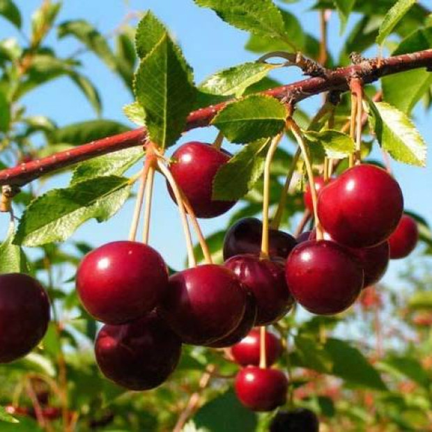 Фото 3. Вишня «Молодежная» в каталоге СЦ Корекозево