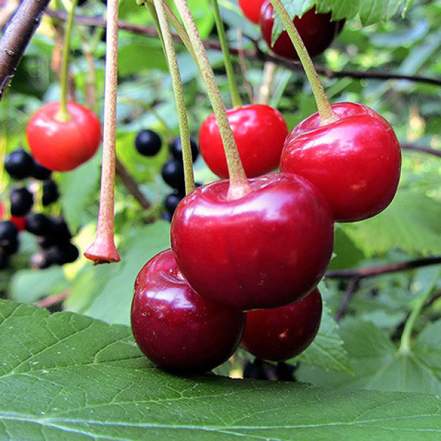 Фото 4. Вишня «Молодежная» в каталоге СЦ Корекозево
