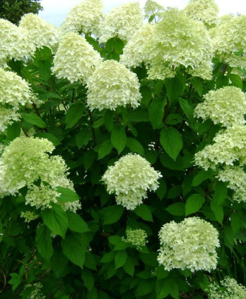 Гортензия метельчатая Лаймлайт в каталоге СЦ Корекозево