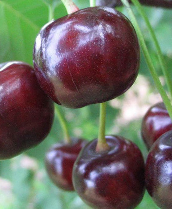 Дюк «Чудо вишня» (Черевишня) в каталоге СЦ Корекозево