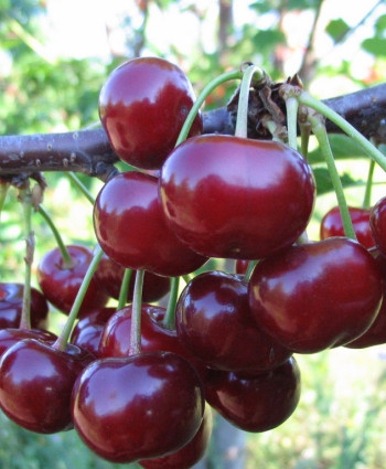 Дюк «Чудо вишня» (Черевишня) в каталоге СЦ Корекозево