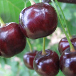 Миниатюра 2. Дюк «Чудо вишня» (Черевишня) в каталоге СЦ Корекозево