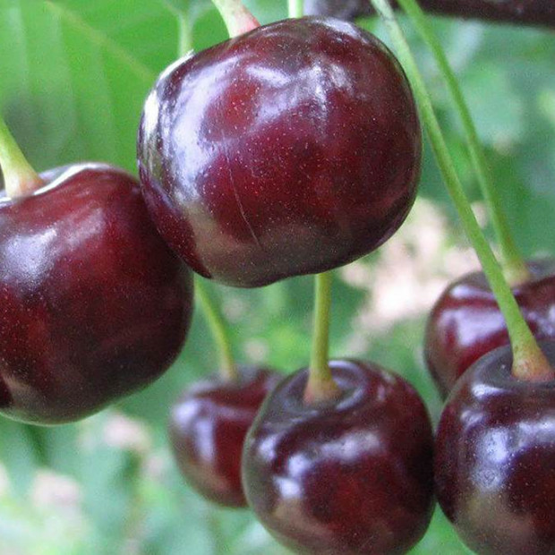 Фото 2. Дюк «Чудо вишня» (Черевишня) в каталоге СЦ Корекозево