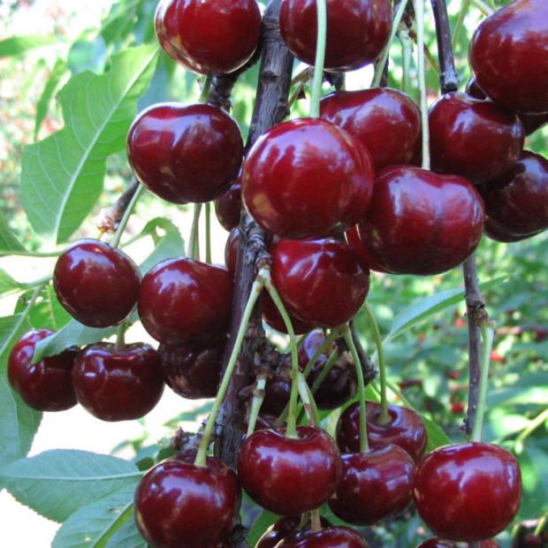 Фото 4. Дюк «Чудо вишня» (Черевишня) в каталоге СЦ Корекозево