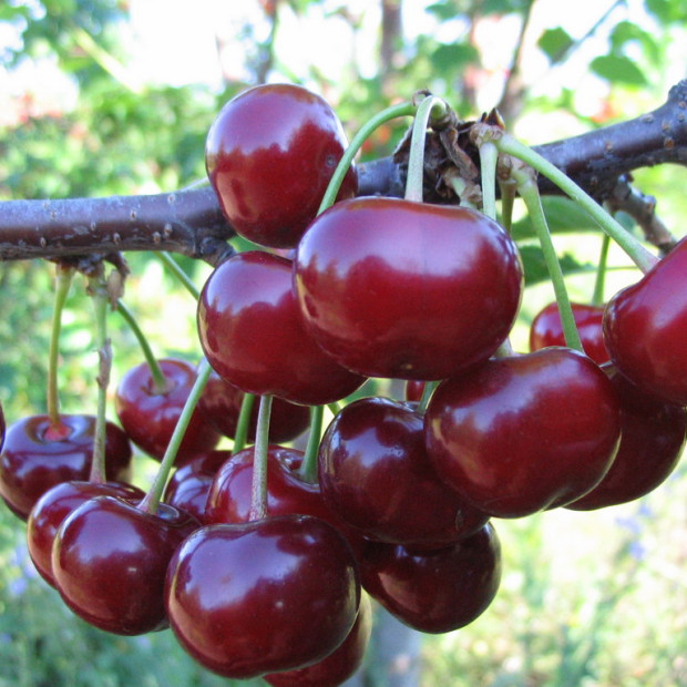 Фото 1. Дюк «Чудо вишня» (Черевишня) в каталоге СЦ Корекозево