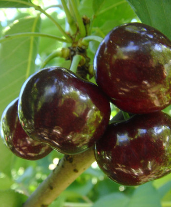 Дюк «Ночка 2» в каталоге СЦ Корекозево