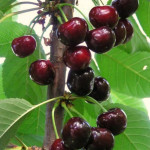 Миниатюра 4. Дюк «Ночка 2» в каталоге СЦ Корекозево