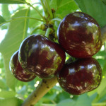 Миниатюра 1. Дюк «Ночка 2» в каталоге СЦ Корекозево