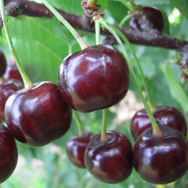 Фото 3. Дюк «Ночка 2» в каталоге СЦ Корекозево