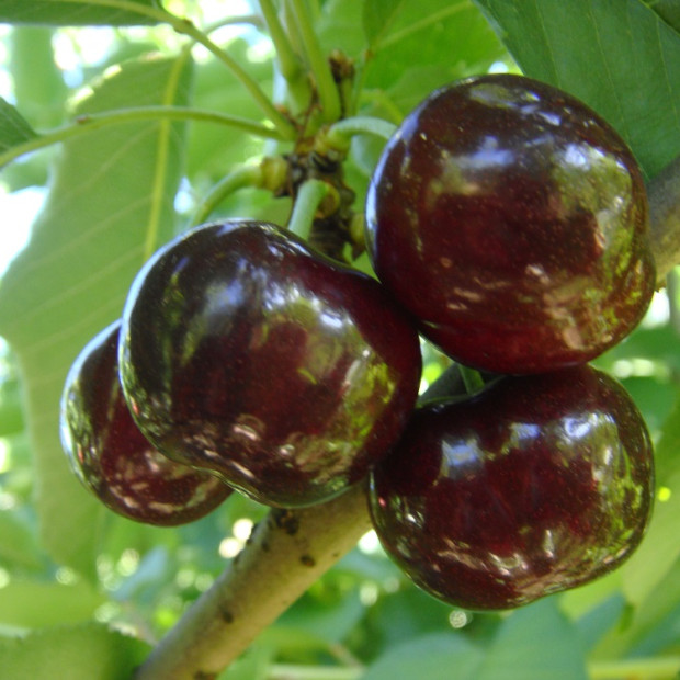 Фото 1. Дюк «Ночка 2» в каталоге СЦ Корекозево