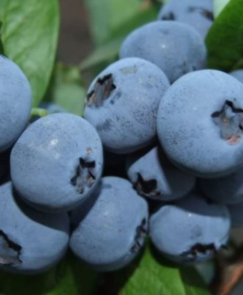 Голубика «Бонус» в каталоге СЦ Корекозево