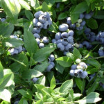 Миниатюра 3. Голубика «Бонус» в каталоге СЦ Корекозево