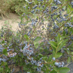 Миниатюра 2. Голубика «Бонус» в каталоге СЦ Корекозево