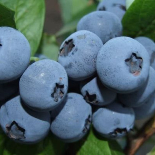 Фото 1. Голубика «Бонус» в каталоге СЦ Корекозево