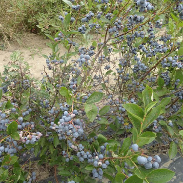 Фото 2. Голубика «Бонус» в каталоге СЦ Корекозево