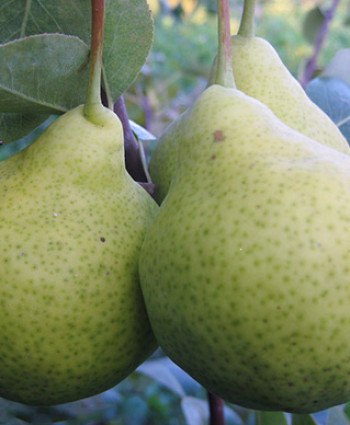 Груша «Августовская Роса» в каталоге СЦ Корекозево