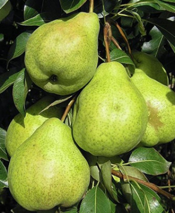 Груша «Августовская Роса» в каталоге СЦ Корекозево