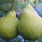 Миниатюра 2. Груша «Августовская Роса» в каталоге СЦ Корекозево