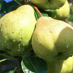 Миниатюра 3. Груша «Августовская Роса» в каталоге СЦ Корекозево