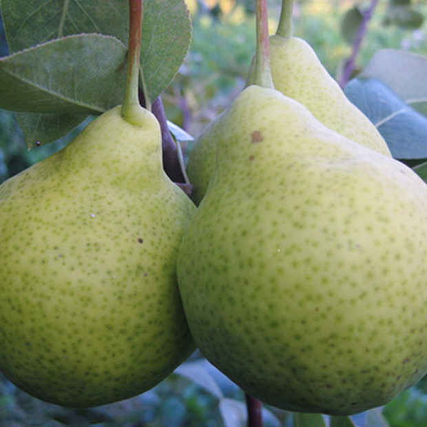 Фото 2. Груша «Августовская Роса» в каталоге СЦ Корекозево